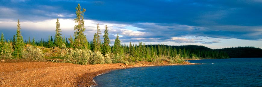 The shore of a lake in the boreal forest.