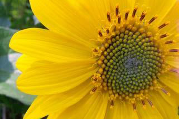 Close-up of a bright yellow flower (deltoid balsamroot).