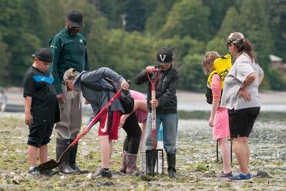 Several adults and children digging on tidal flat.