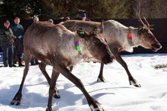 Two southern mountain caribou wearing coloured collars.