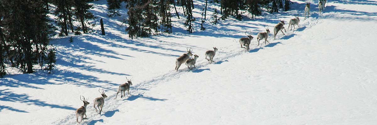 Aerial view of migrating caribou through a snowy forest in Akami-Uapishkᵁ-KakKasuak-Mealy Mountains National Park Reserve.