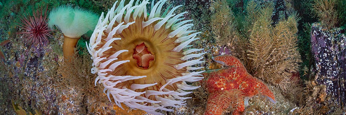 underwater scene with colourful marine life: sea anemone, sea stars and sea urchins