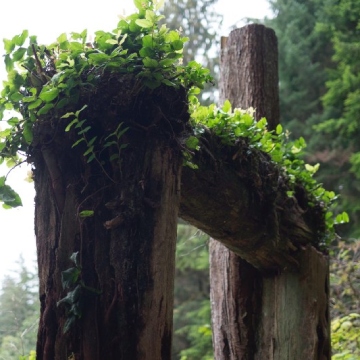 Wooden arches covered in green leaves