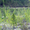 Landscape of trees and view on water