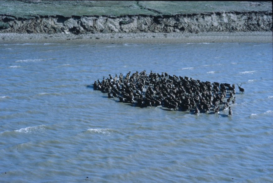 A group of caribous crossing a river