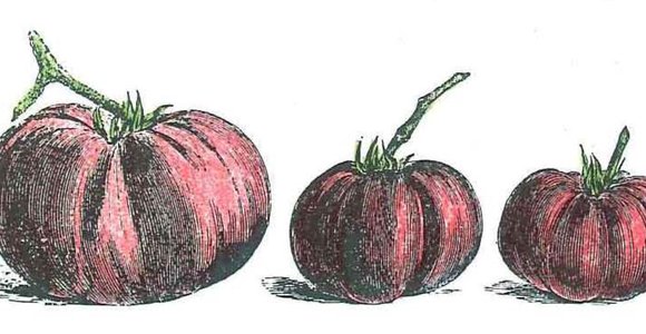Historic drawing of 3 tomatoes