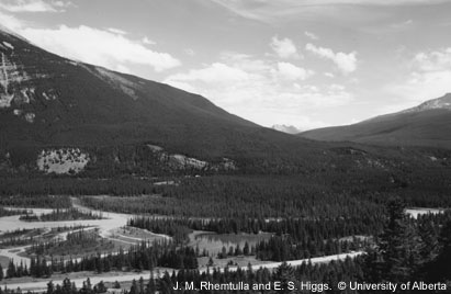 Two photos of the same area along the Athabasca River near the Palisades in Jasper National Park. One photo was taken in 1915, and the other was taken in 2000. The 2000 photo has significantly more mature pine trees