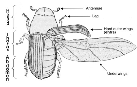 diagram identifying body parts of mountain pine beetle