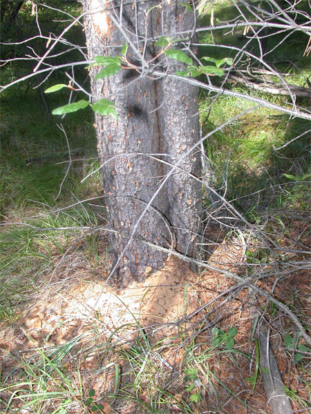 A photograph showing frass on a tree. It appears as a yellow-orange sawdust in the crevasses of the bark and on the ground at the base of the tree.