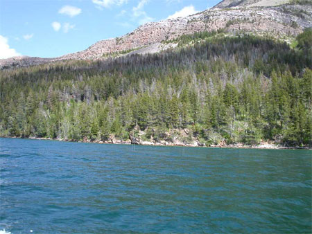 Forest changes along the East Shore of Waterton Lake after mountain pine beetle outbreak