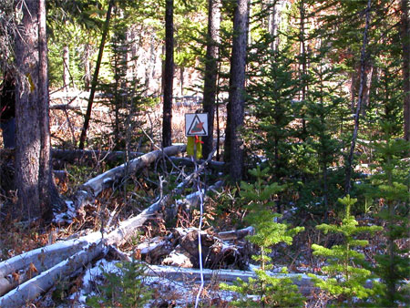 Forest changes after mountain pine beetle outbreak.