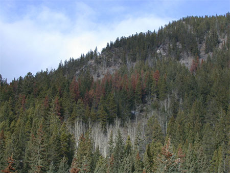 The red trees seen on the lower slopes of Stoney Squaw/Mount Norquay have been colonized by mountain pine beetle.