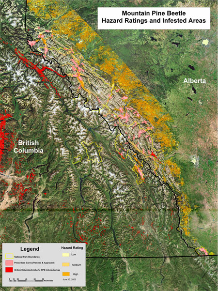 This map shows the mountain pine beetle outbreak in Alberta and British Columbia and demonstrates how forest industry and provincial and federal governments are working together to manage mountain pine beetle spread.