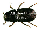 All about the Beetle Button