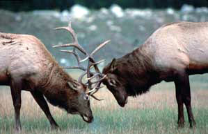 Two elks facing each other