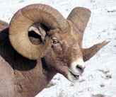 Bighorn sheep