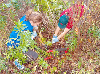 Volunteers removing invasive species