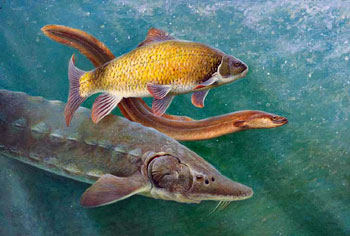 Painting of three fish