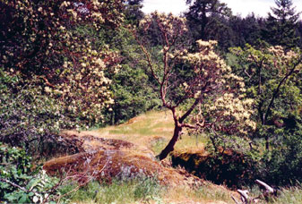 Garry oak forest