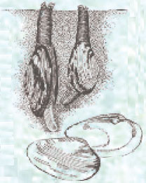 Detailed drawing of a clam