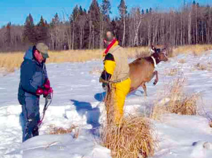 Elk running away in the snow