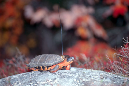 Wood turtle on a rock