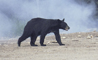 Black Bear