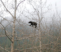 Un ours dans un arbre