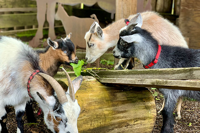 four little goats
