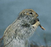 Arctic ground squirrel, one of the few permanent residents of the landmark