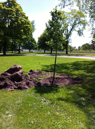 One of the new trees being planted at the Sault Canal