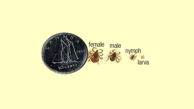 Different sizes of black leg ticks compared to a coin.