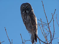 Great grey owl at Grosse Île during migration