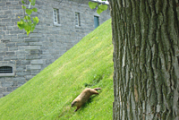 Une marmotte au Fort-Lennox