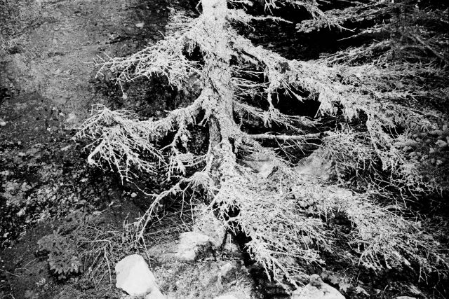 Black and white picture of an evergreen tree in a cliff.