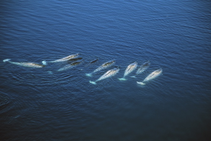 An aerial view of a pod of narwhals swimming in dark blue water.