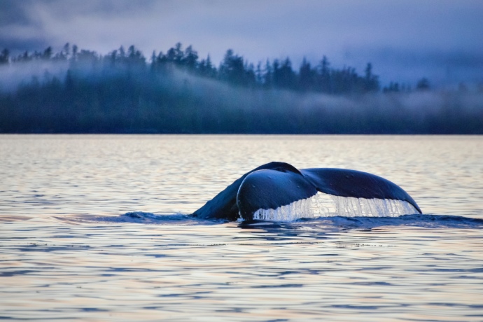 The tail of a large whale emerges from the water.