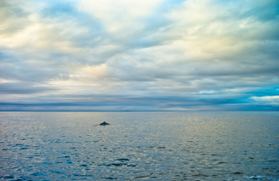 The back of a single whale as it swims in the distance under a dramatic sky.