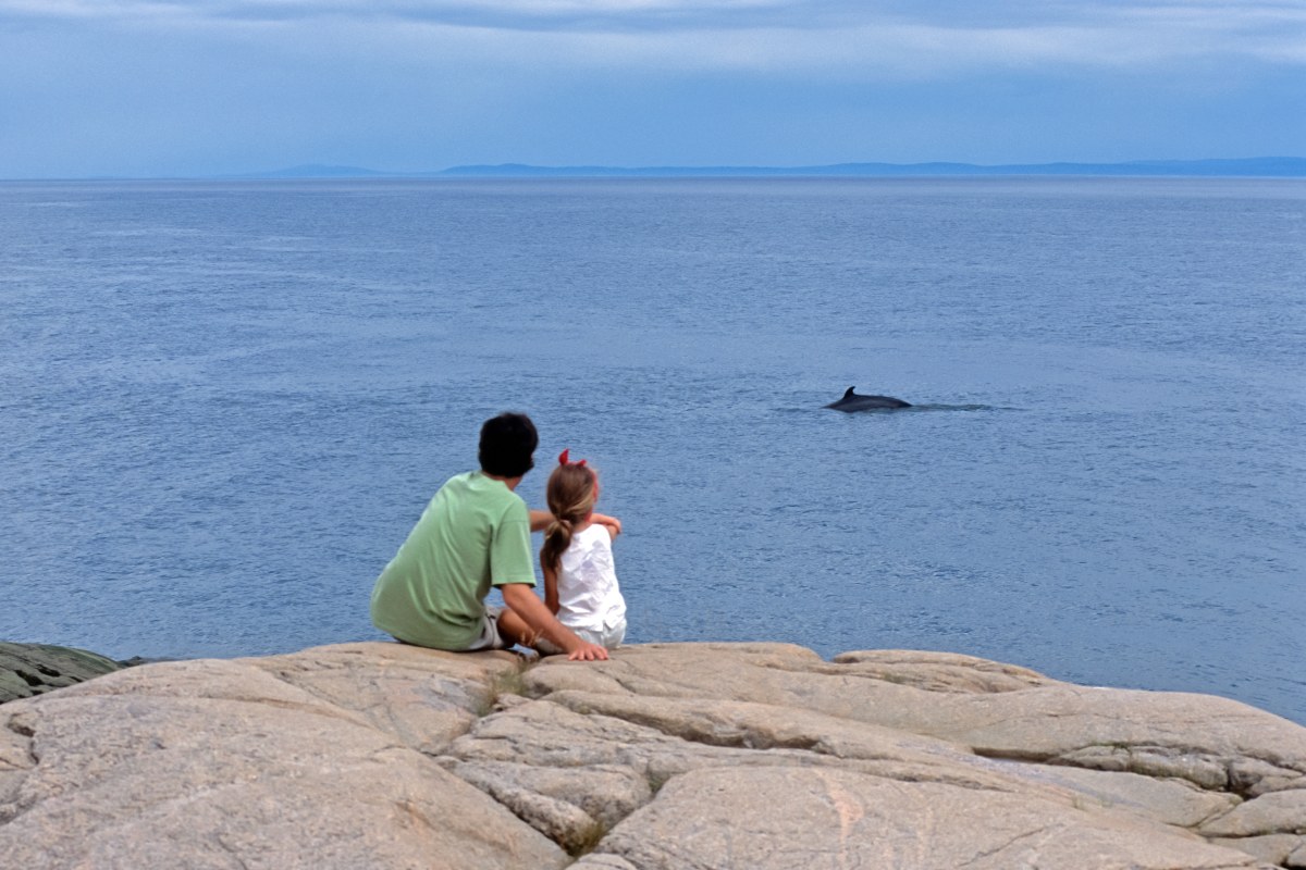 A father and daughter sit on a bolder shore while watching a whale in the distance swim past.