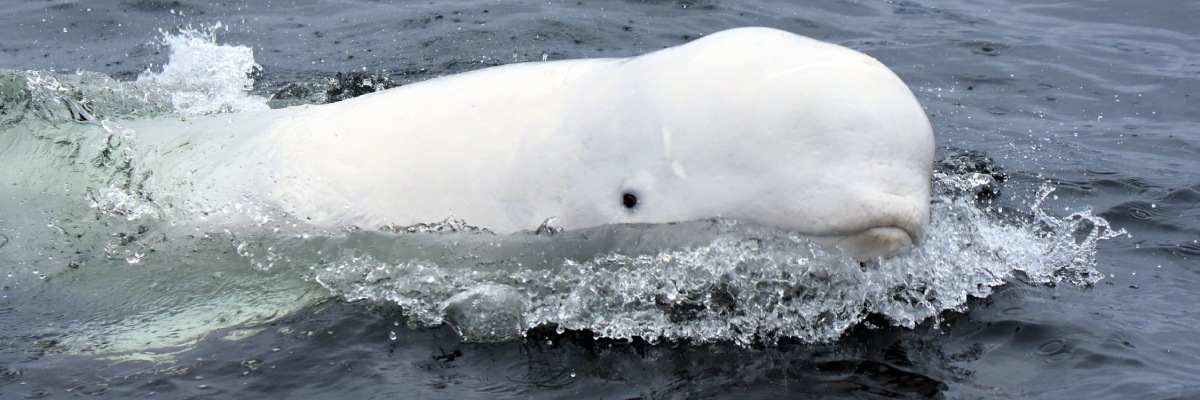 A close up of the head of a white whale as it swims partially out of the water.