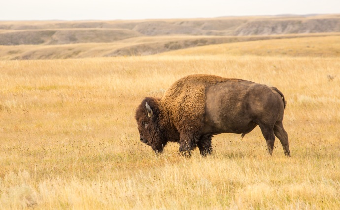 A single bison walks through golden grasslands with rolling hills in the background.