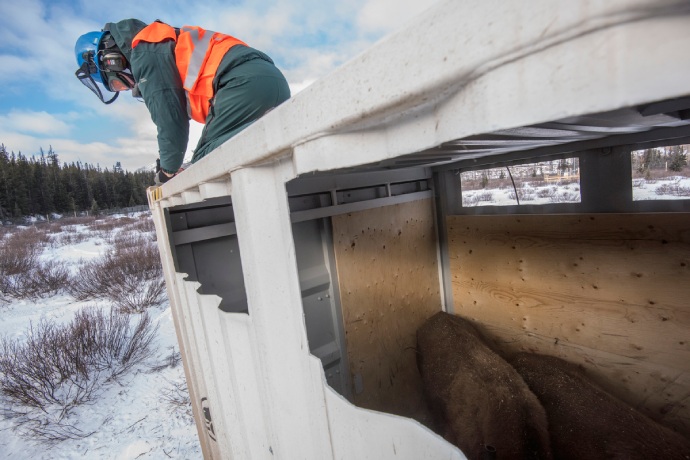 A Parks Canada employee works on top of an open-air crate that contains two bison.