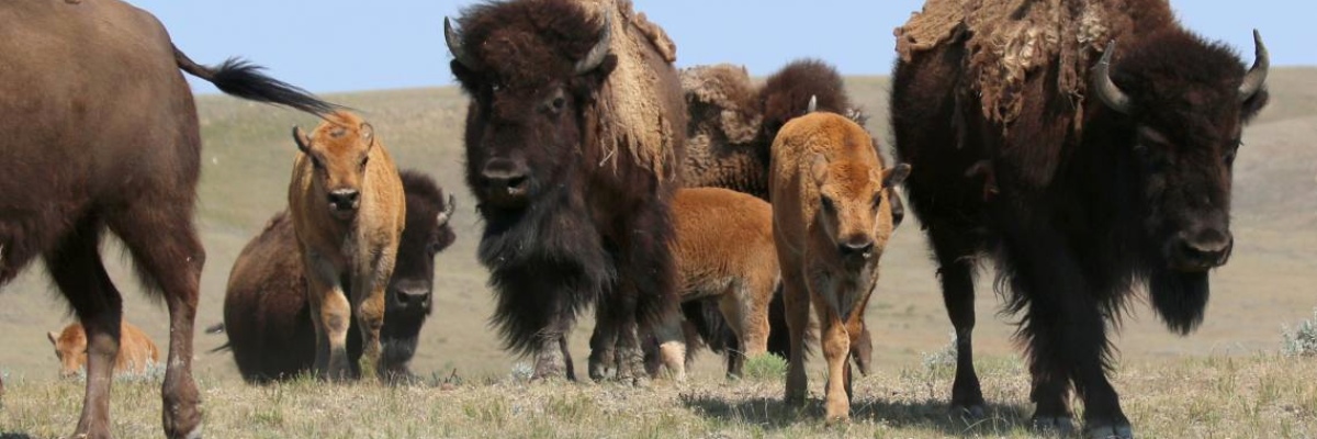 A family of bison with patchy fur and three golden brown calves stand in a dried grassy plain.