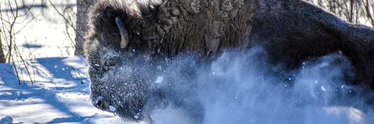 The profile of a large bison with horns gallops powerfully through deep snow.