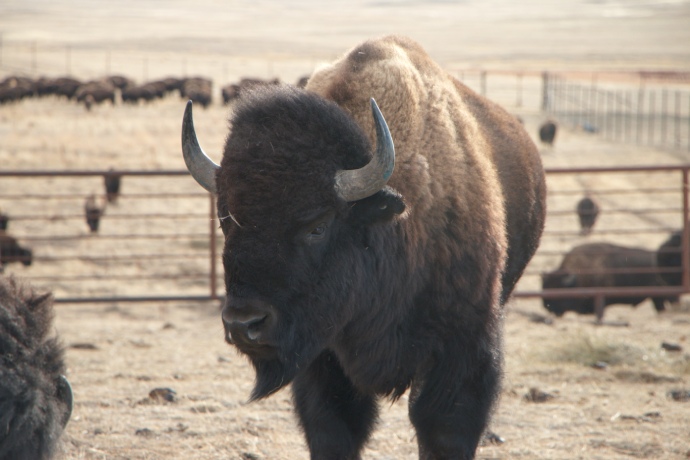 A young bison bull stands in a steel fenced area.