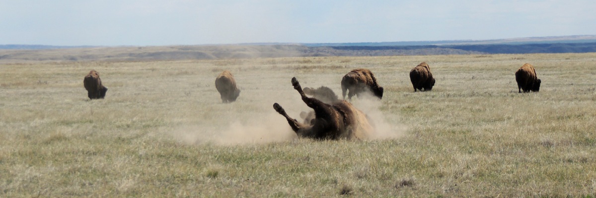 Six bison stand in a dry grassy plain. One bison rolls on its side, creating a cloud of dust.