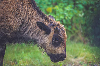 Bison