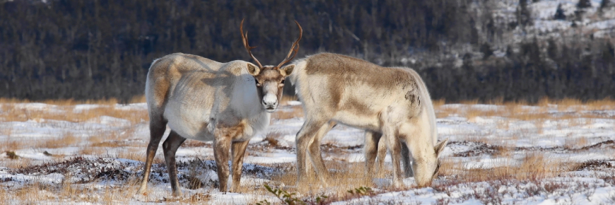 A white and brown caribou with antlers looks straight at the camera while others graze on ground vegetation in a snow-covered landscape.
