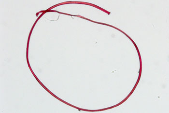 A microscopic image of a red fibre.  