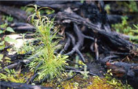 Small green Pine and Spruce seedlings in the foreground with a charred black stump in the background